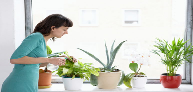  How To Grow Indoor Plants