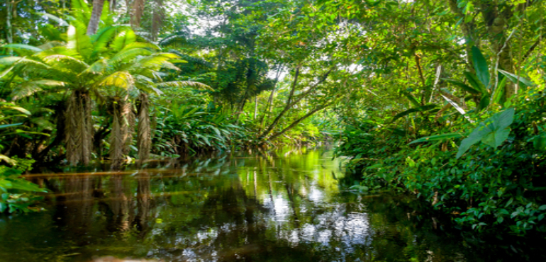  Tropical Rainforests: Exploring Biodiversity Hotspots