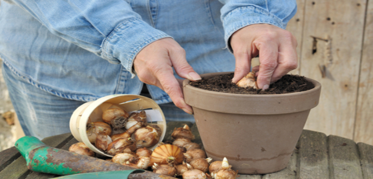  How To Plant Bulbs In The Fall